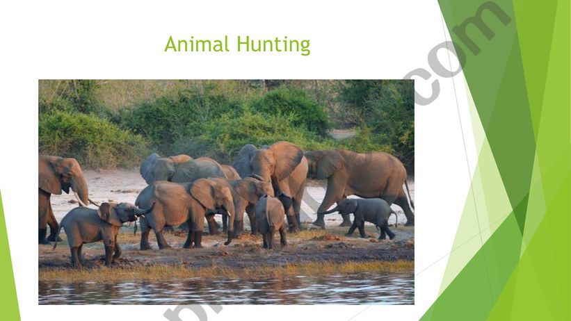 Animal Hunting powerpoint