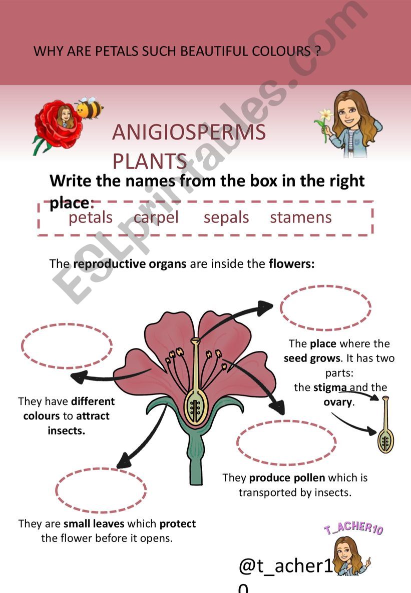 Parts of the flower powerpoint