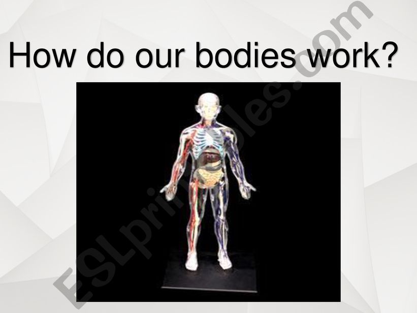how does the body work1 powerpoint