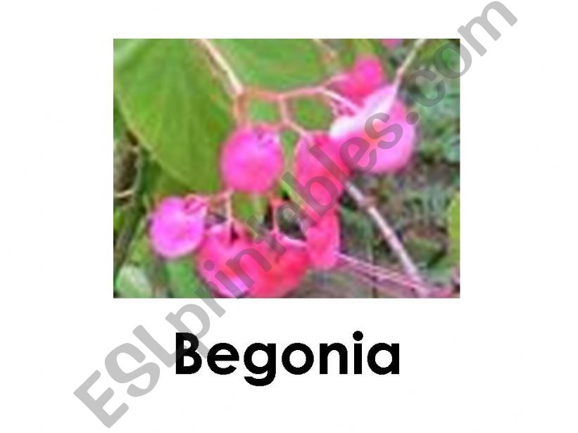 flowers powerpoint