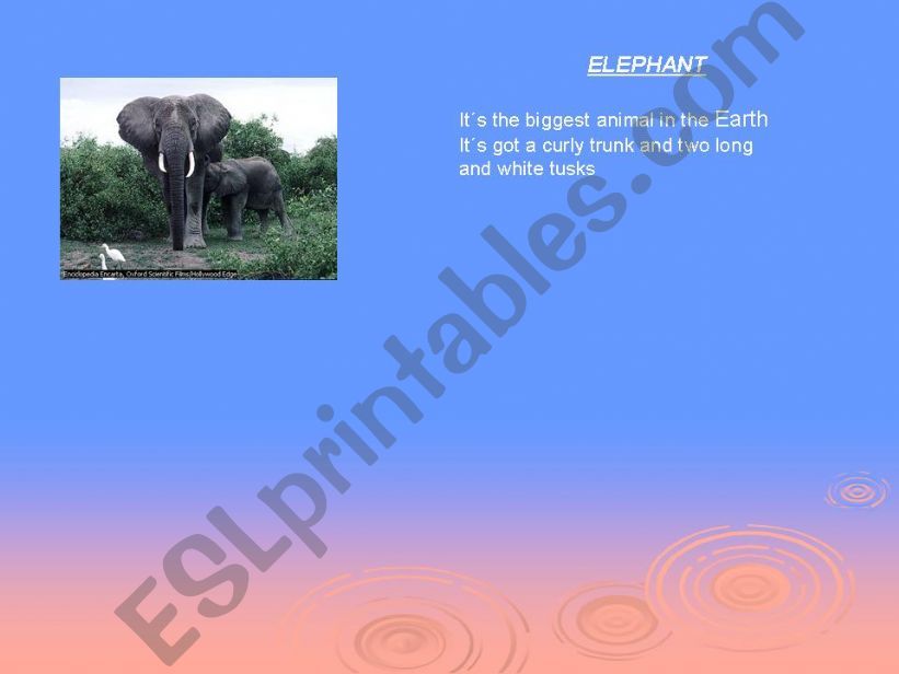 Wild animals powerpoint