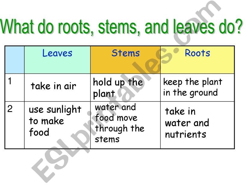 Plants_part 2 powerpoint