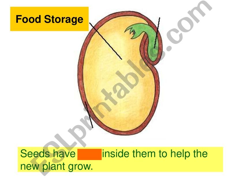 Plants_part 3 powerpoint