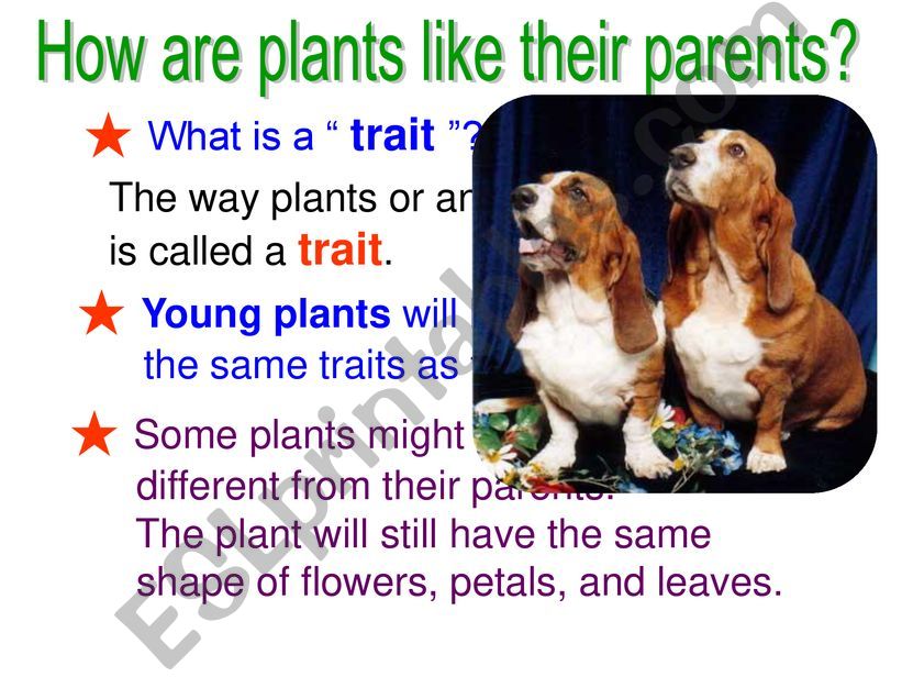 Plants_part 4 powerpoint