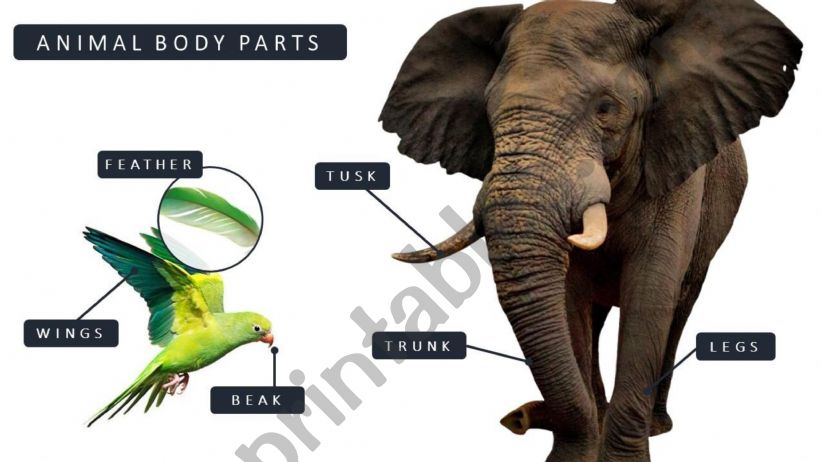 ANIMAL BODY PARTS powerpoint