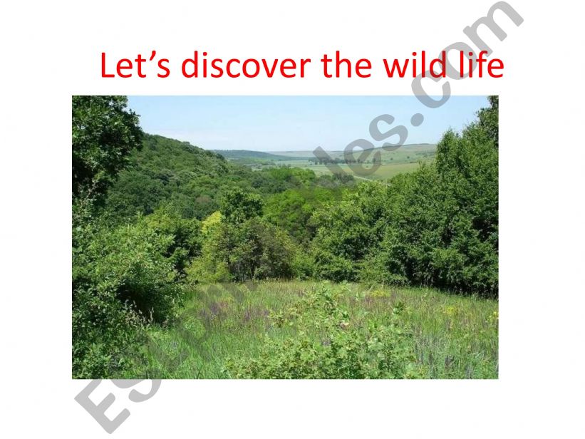 let;s discover wild life powerpoint