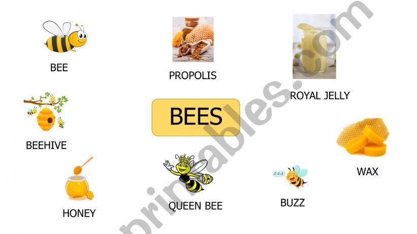 Bees and Honey powerpoint