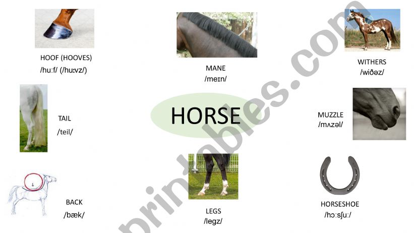 Horse vocabulry powerpoint