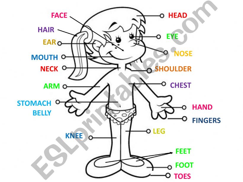 Body parts powerpoint