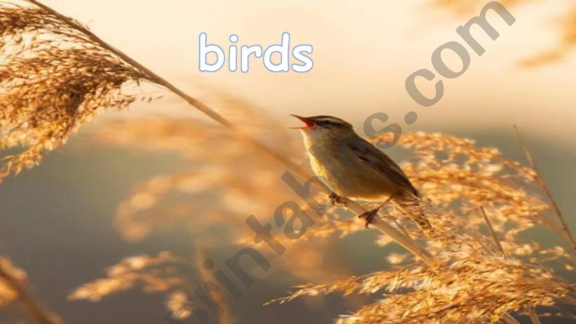 Birds powerpoint