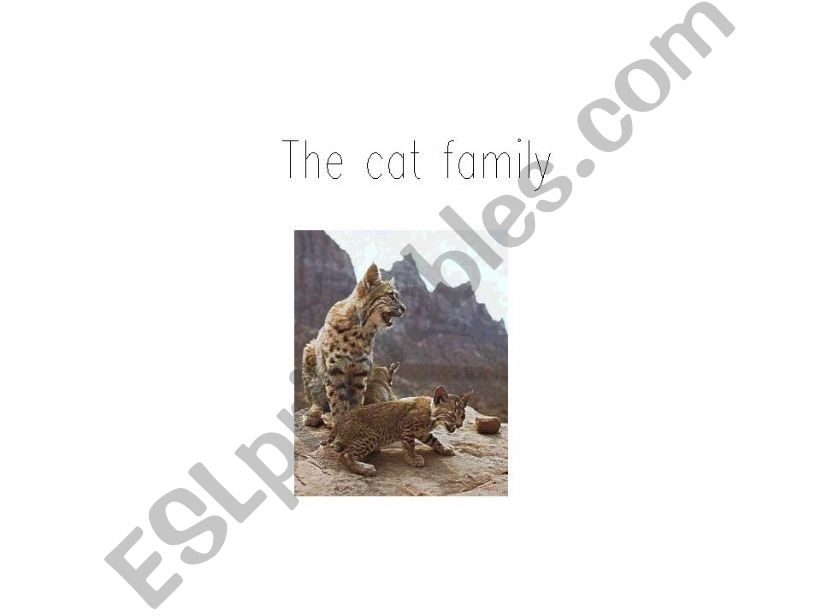 The cat family powerpoint