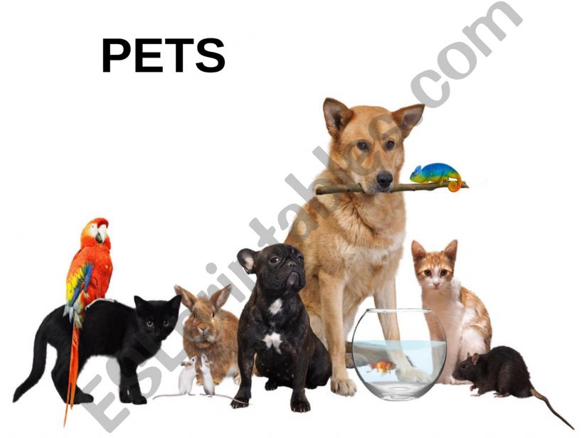 PETS  powerpoint