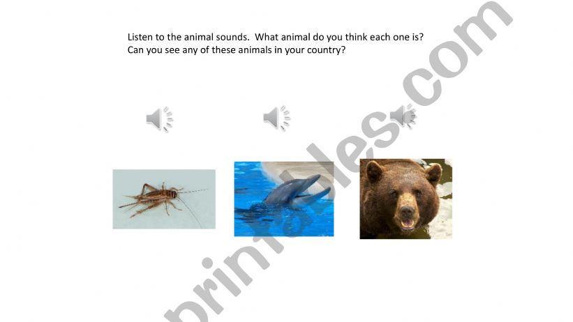 Animal Lesson Lead-In Activity