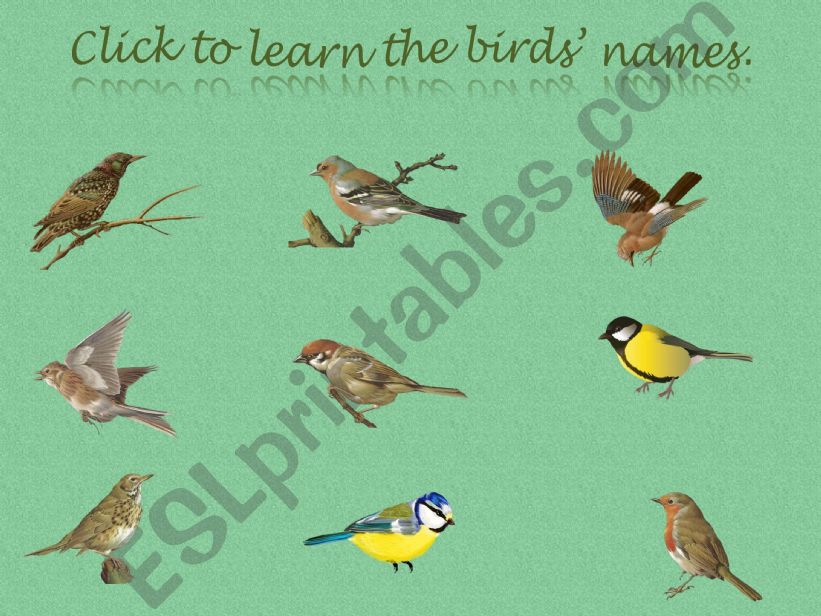 Birds powerpoint