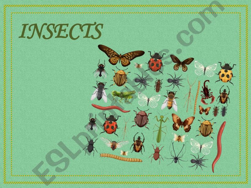 Insects Quiz powerpoint