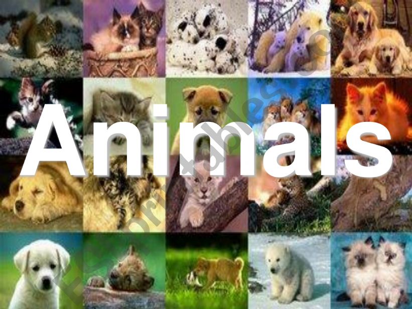 animals, colours, numbers powerpoint
