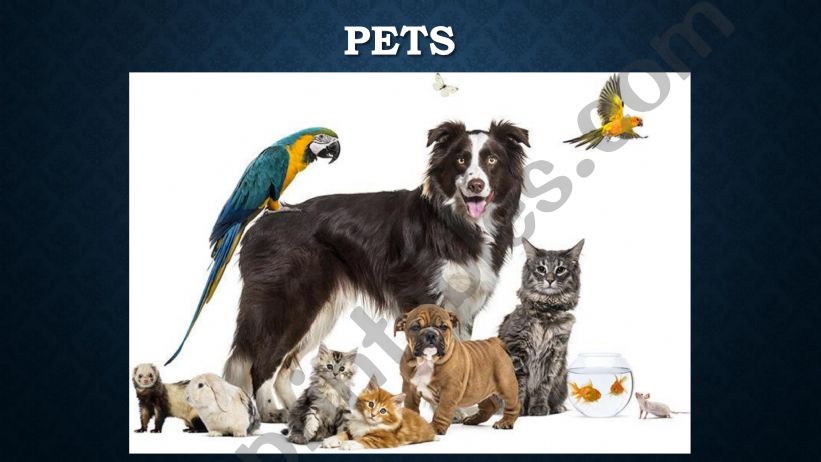 Pets Vocabulary powerpoint