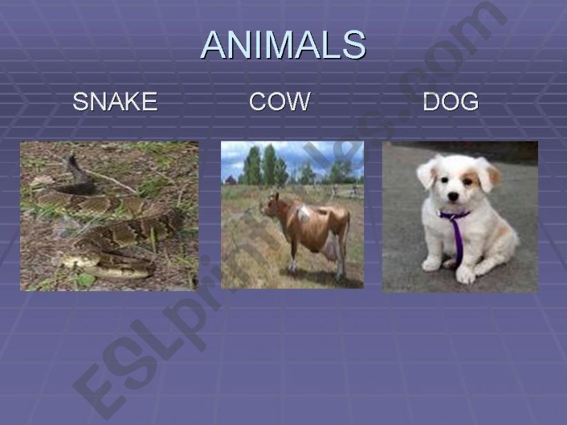 Animals powerpoint