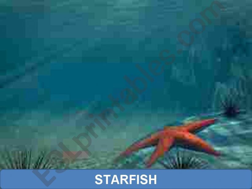 Sea Animals 3rd part powerpoint