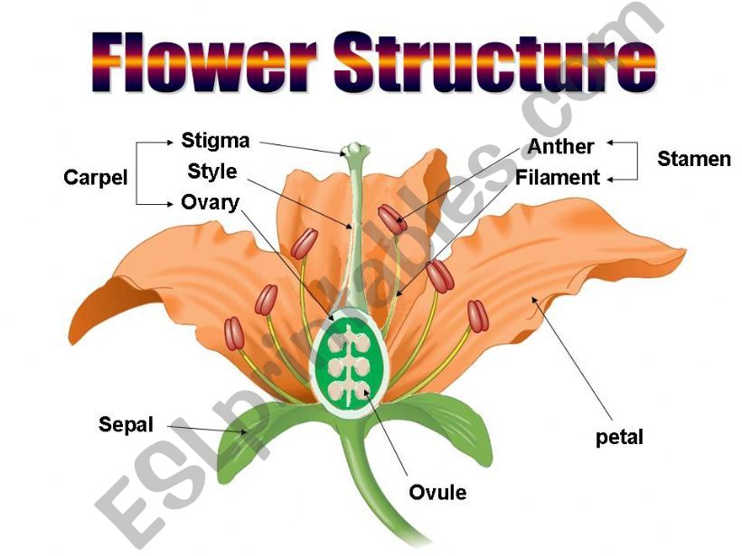 flower structure powerpoint