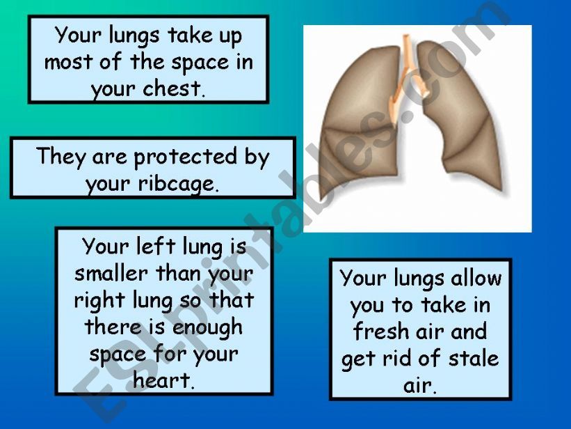 Inside My Body (2/3) powerpoint