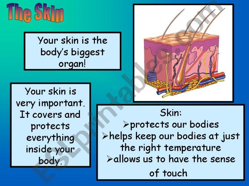 Inside My Body (3/3) powerpoint