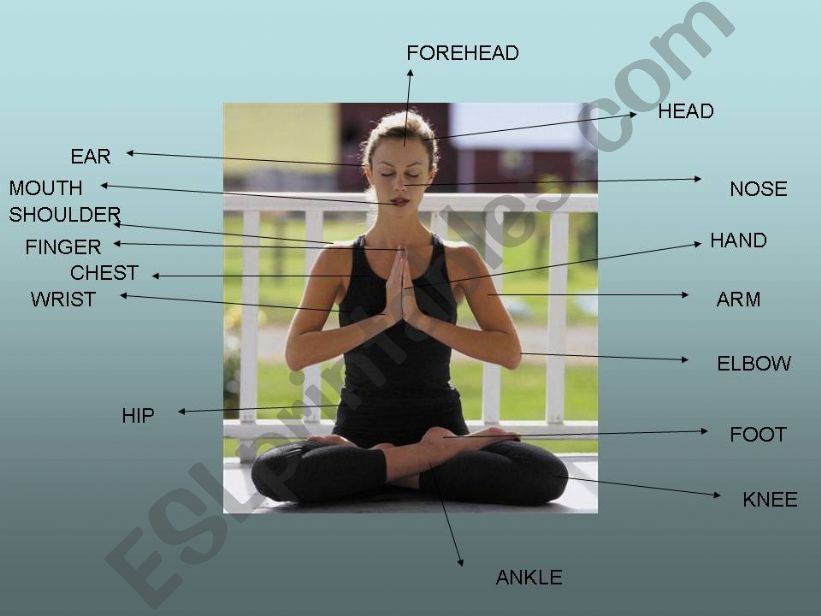 parts of the body powerpoint