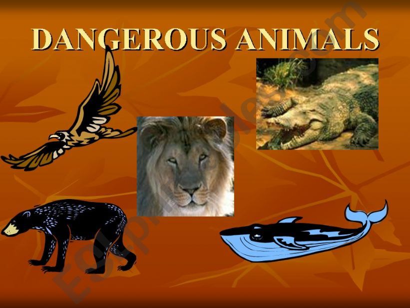 Dangerous animals powerpoint