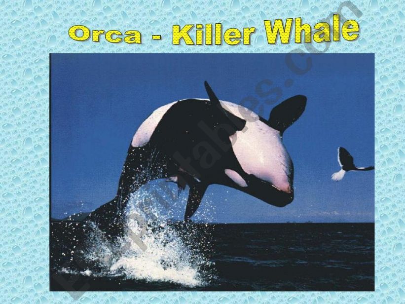 WHALES powerpoint