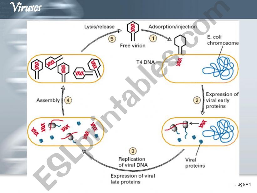 disease 3 powerpoint