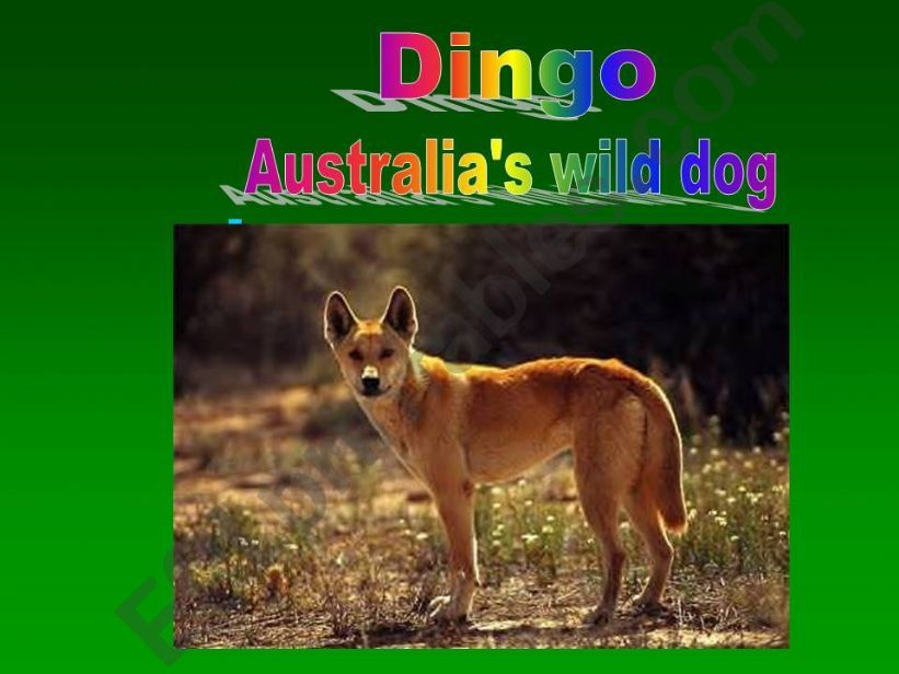 Dingo- Australias wild dog powerpoint