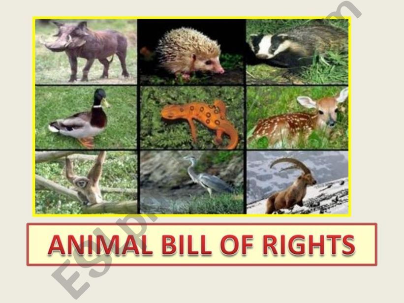 ANIMAL BILL OF RIGHTS powerpoint