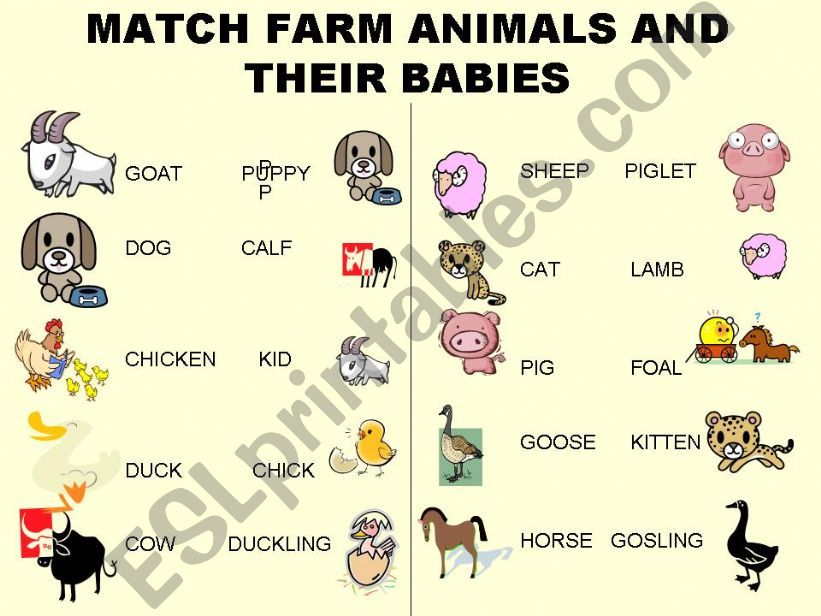 MATCH FARM ANIMALS WITH THEIR BABIES