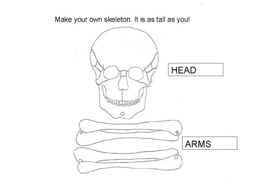 Make your own skeleton.  powerpoint