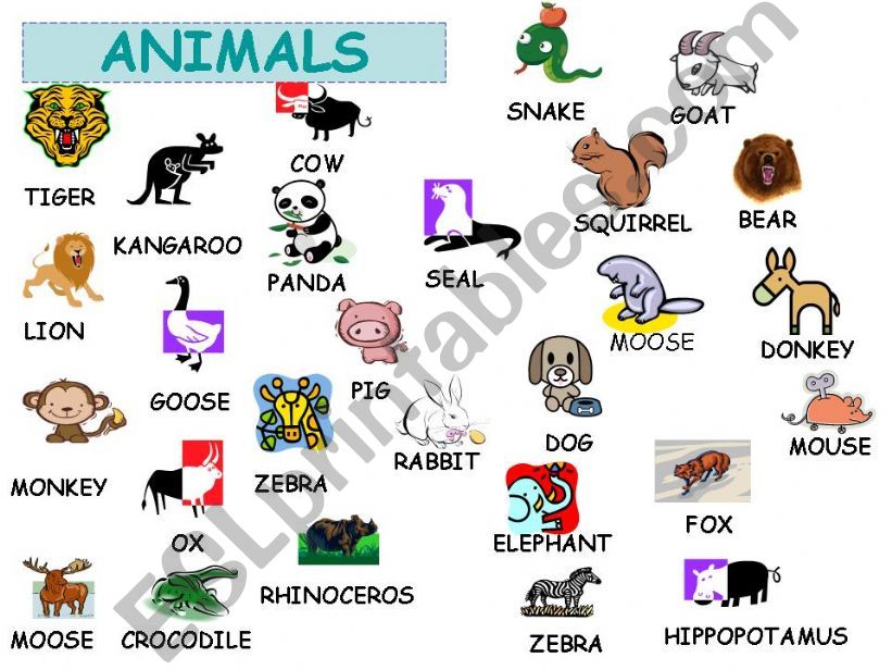 ANIMALS powerpoint