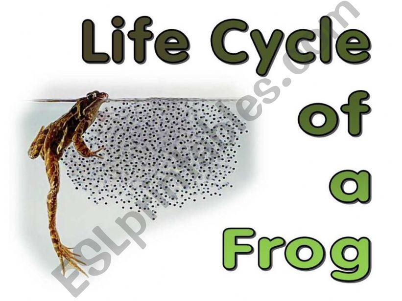 Frog life cycle (egg - tadpole - with legs - young - adult)