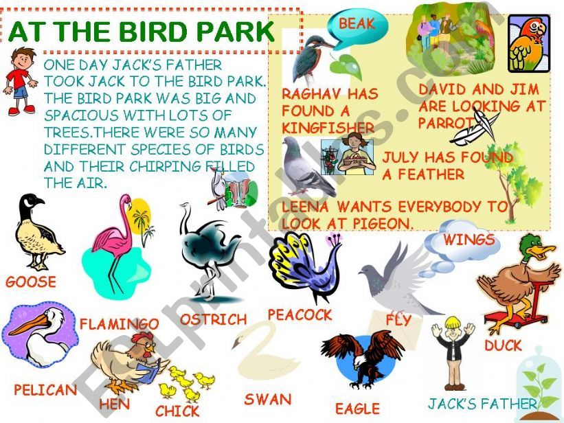 AT THE BIRD PARK powerpoint