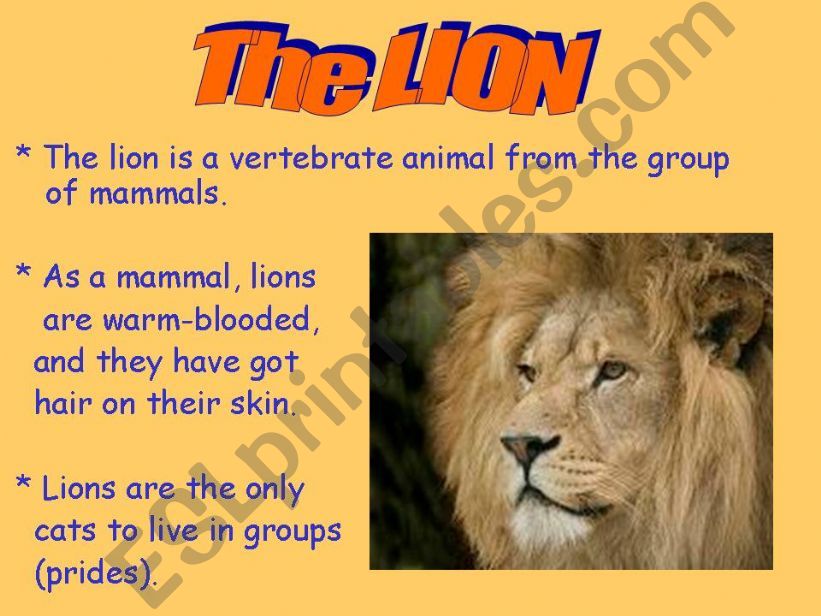 oral presentation - lion factfile sample