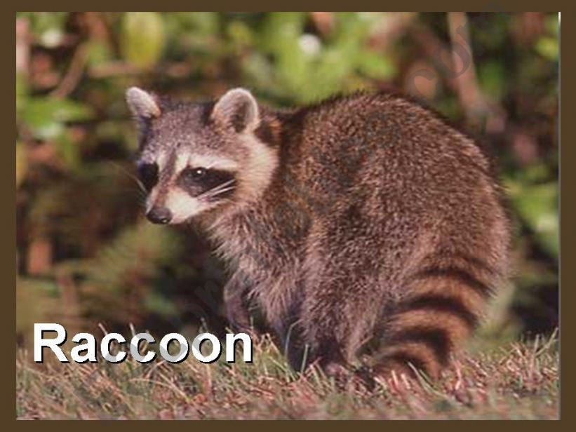 Forest Animals (Part 4 of 4) powerpoint
