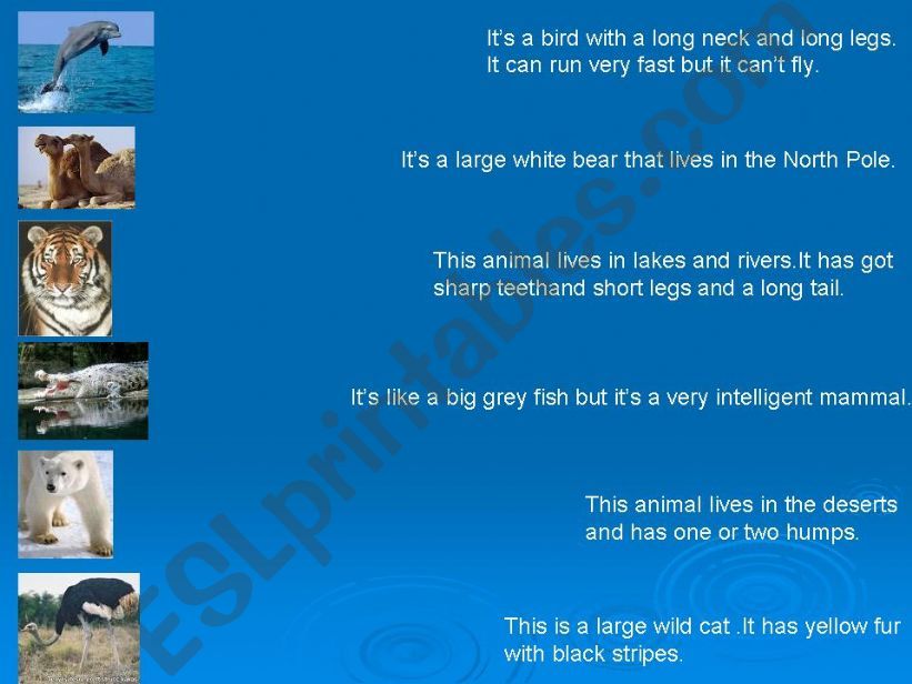 Wild animals powerpoint