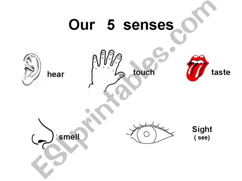 FIVE SENSES powerpoint