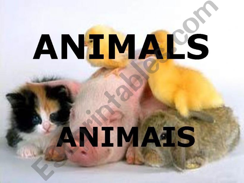 Animals powerpoint