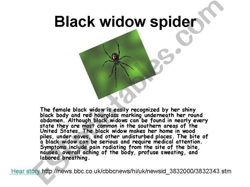Black widow spiders  powerpoint