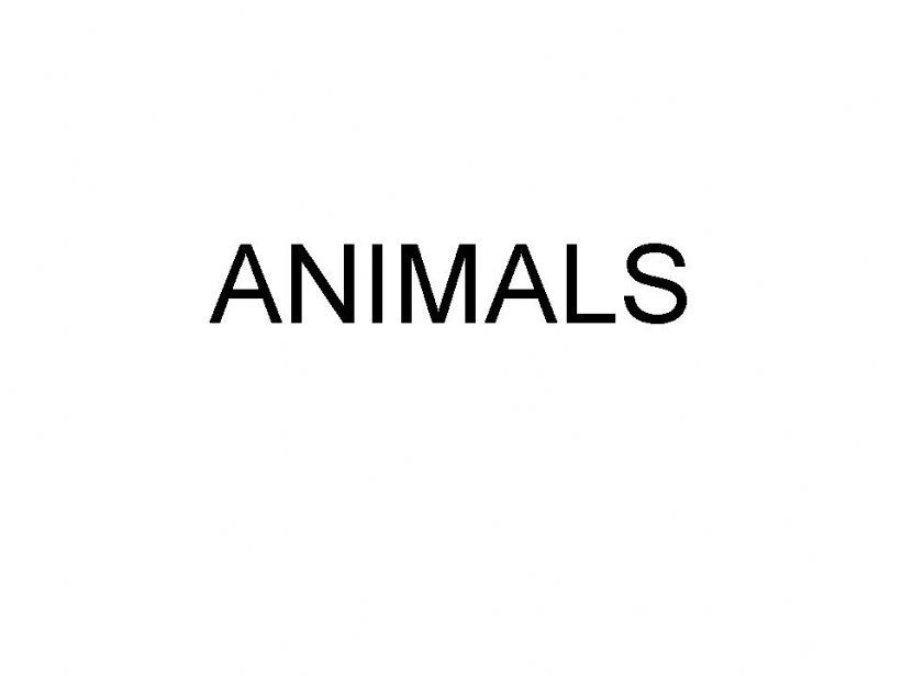 Animals powerpoint