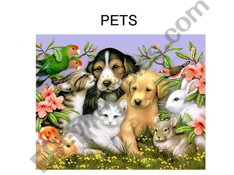 PETS powerpoint