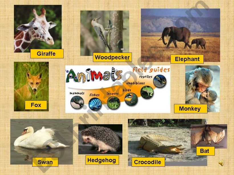 Animals powerpoint