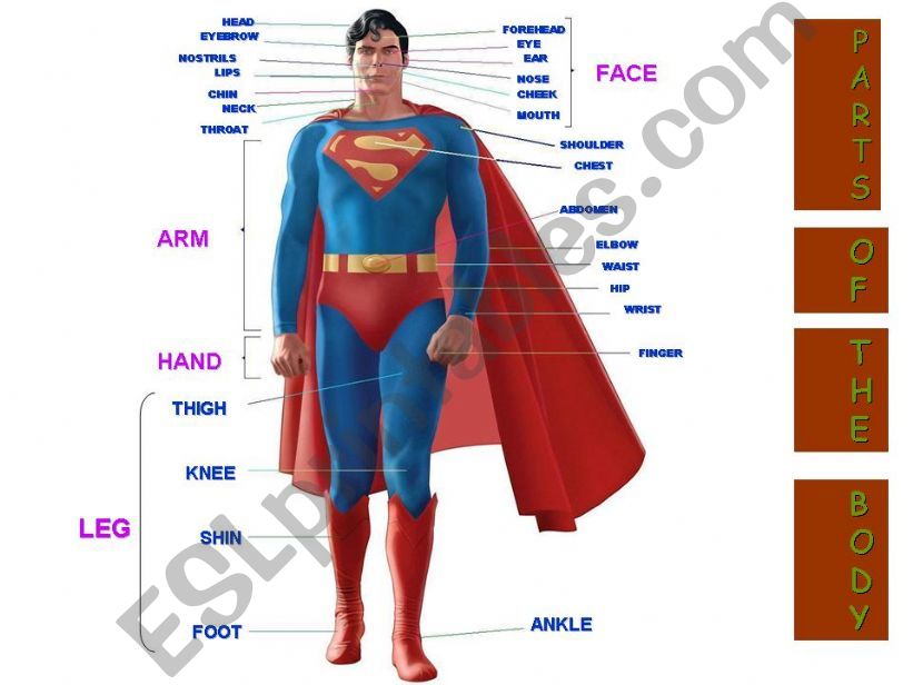PARTS OF THE BODY powerpoint