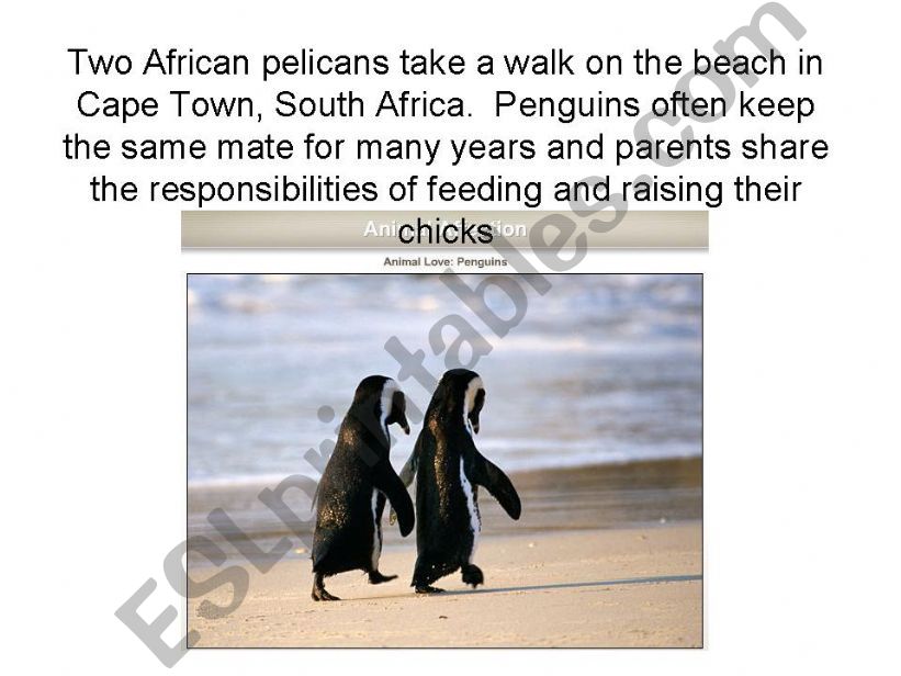 Animal Love powerpoint