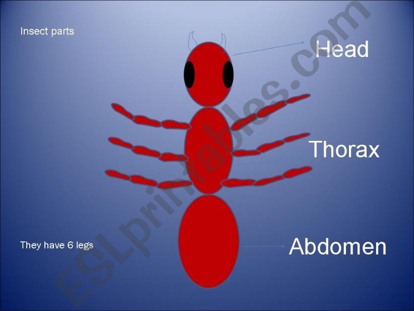 insect parts powerpoint