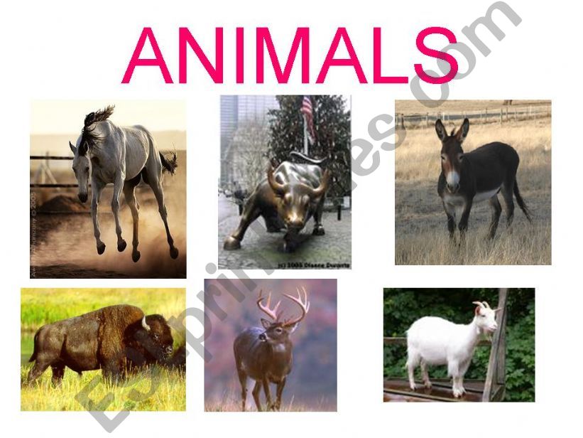 animals part 1 powerpoint